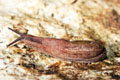 Parmarion martensi